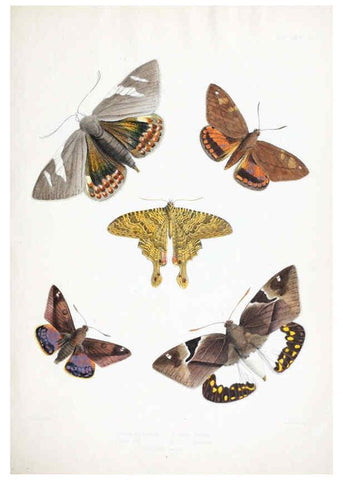 Reproducción/Reproduction 6441535687: Illustrations of typical specimens of Lepidoptera Heterocera in the collection of the British Museum. v.1. London: Printed by order of the Trustees1879- 