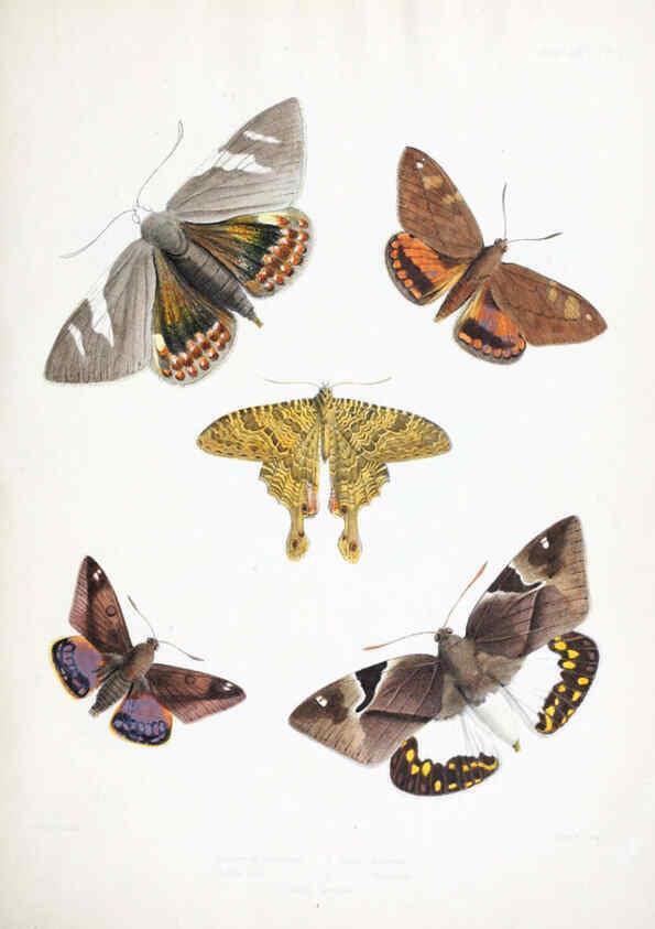 Reproducción/Reproduction 6441535687: Illustrations of typical specimens of Lepidoptera Heterocera in the collection of the British Museum. v.1. London: Printed by order of the Trustees1879- 