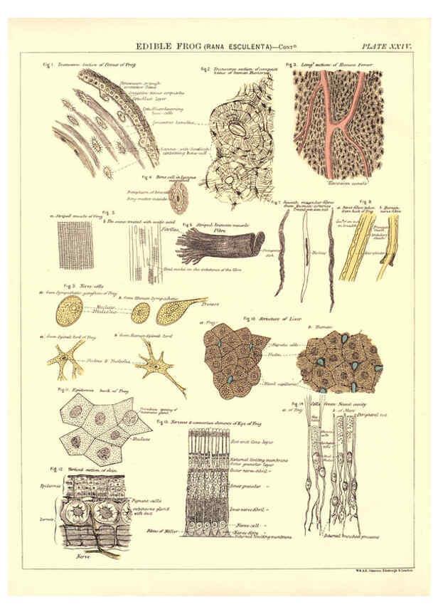 Reproducción/Reproduction 6441478635: Biological atlas: a guide to the practical study of plants and animals Edinburgh,W. & A. K. Johnston,1880