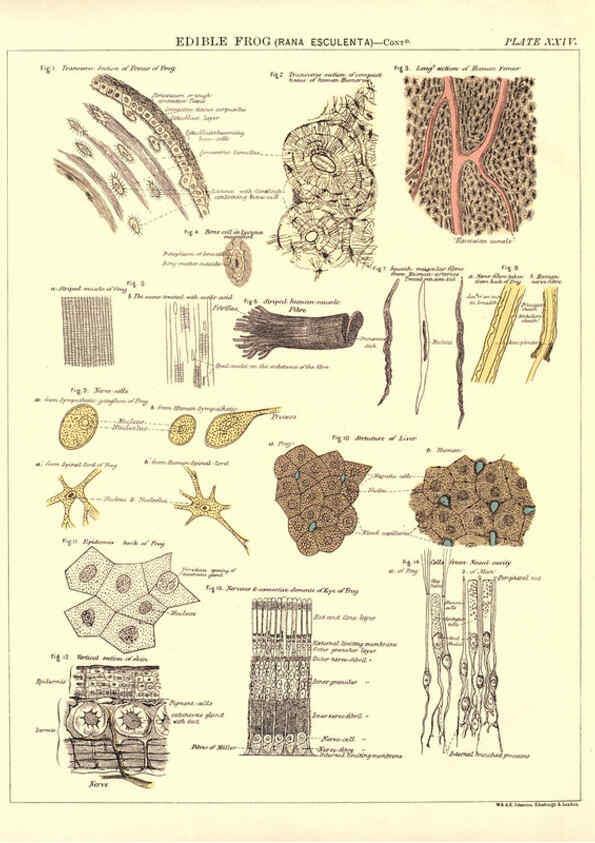Reproducción/Reproduction 6441478635: Biological atlas: a guide to the practical study of plants and animals Edinburgh,W. & A. K. Johnston,1880