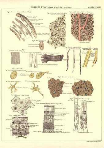 Reproducción/Reproduction 6441478635: Biological atlas: a guide to the practical study of plants and animals Edinburgh,W. & A. K. Johnston,1880