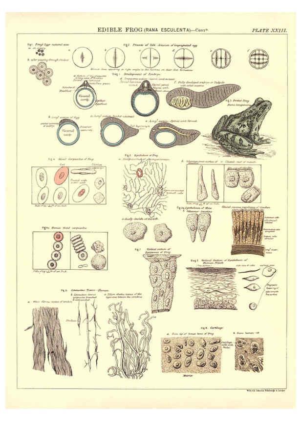 Reproducción/Reproduction 6441478385: Biological atlas: a guide to the practical study of plants and animals Edinburgh,W. & A. K. Johnston,1880