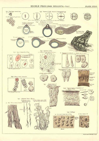 Reproducción/Reproduction 6441478385: Biological atlas: a guide to the practical study of plants and animals Edinburgh,W. & A. K. Johnston,1880