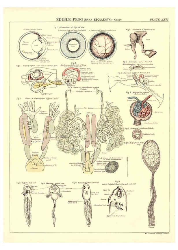 Reproducción/Reproduction 6441478151: Biological atlas: a guide to the practical study of plants and animals Edinburgh,W. & A. K. Johnston,1880