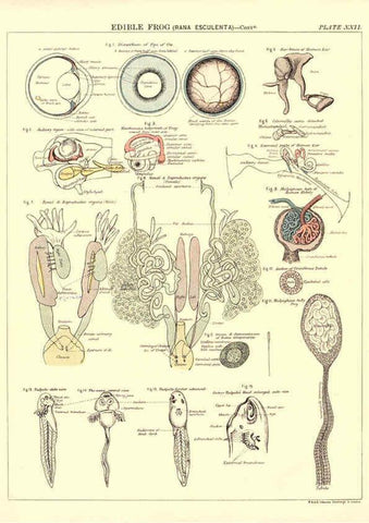 Reproducción/Reproduction 6441478151: Biological atlas: a guide to the practical study of plants and animals Edinburgh,W. & A. K. Johnston,1880