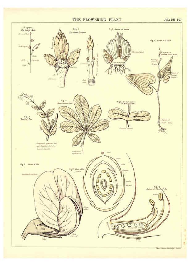 Reproducción/Reproduction 6441473045: Biological atlas: a guide to the practical study of plants and animals Edinburgh,W. & A. K. Johnston,1880