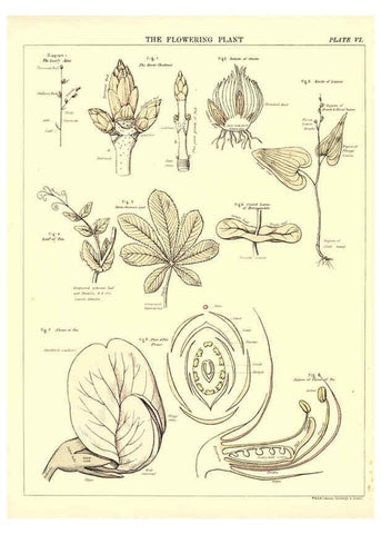 Reproducción/Reproduction 6441473045: Biological atlas: a guide to the practical study of plants and animals Edinburgh,W. & A. K. Johnston,1880