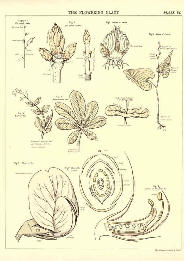 Reproducción/Reproduction 6441473045: Biological atlas: a guide to the practical study of plants and animals Edinburgh,W. & A. K. Johnston,1880