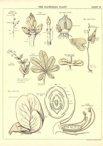 Reproducción/Reproduction 6441473045: Biological atlas: a guide to the practical study of plants and animals Edinburgh,W. & A. K. Johnston,1880
