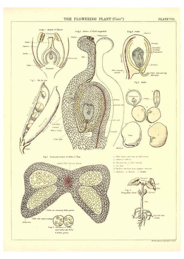 Reproducción/Reproduction 6441473335: Biological atlas: a guide to the practical study of plants and animals Edinburgh,W. & A. K. Johnston,1880