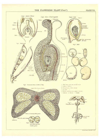 Reproducción/Reproduction 6441473335: Biological atlas: a guide to the practical study of plants and animals Edinburgh,W. & A. K. Johnston,1880