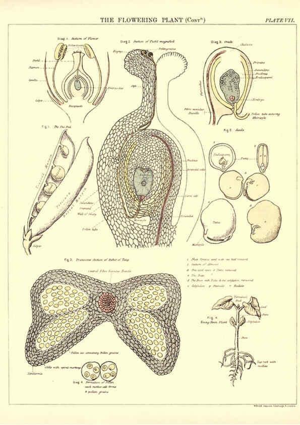 Reproducción/Reproduction 6441473335: Biological atlas: a guide to the practical study of plants and animals Edinburgh,W. & A. K. Johnston,1880
