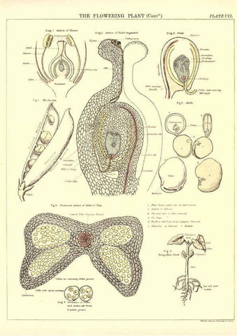 Reproducción/Reproduction 6441473335: Biological atlas: a guide to the practical study of plants and animals Edinburgh,W. & A. K. Johnston,1880