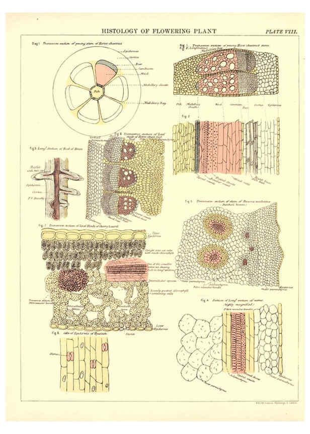 Reproducción/Reproduction 6441473603: Biological atlas: a guide to the practical study of plants and animals Edinburgh,W. & A. K. Johnston,1880