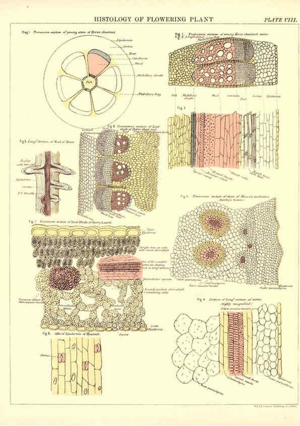 Reproducción/Reproduction 6441473603: Biological atlas: a guide to the practical study of plants and animals Edinburgh,W. & A. K. Johnston,1880