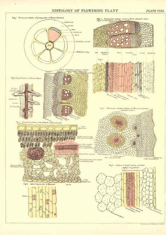Reproducción/Reproduction 6441473603: Biological atlas: a guide to the practical study of plants and animals Edinburgh,W. & A. K. Johnston,1880
