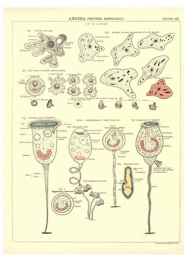Reproducción/Reproduction 6441473915: Biological atlas: a guide to the practical study of plants and animals Edinburgh,W. & A. K. Johnston,1880