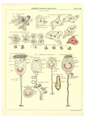 Reproducción/Reproduction 6441473915: Biological atlas: a guide to the practical study of plants and animals Edinburgh,W. & A. K. Johnston,1880