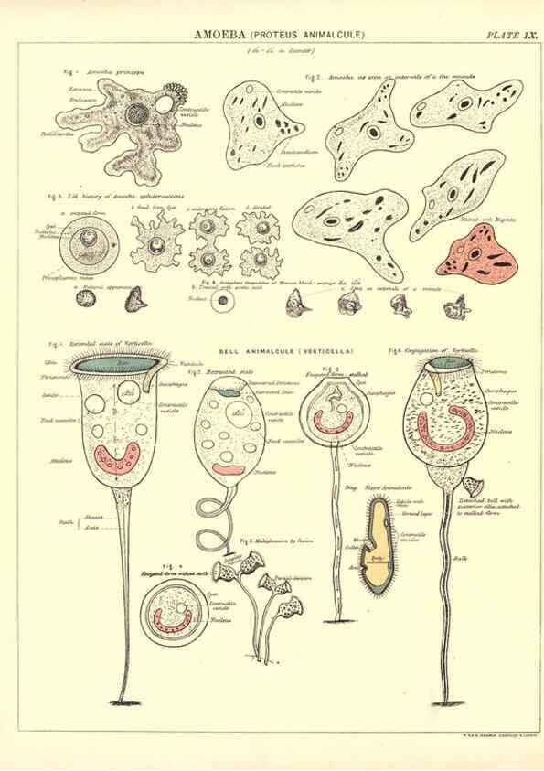 Reproducción/Reproduction 6441473915: Biological atlas: a guide to the practical study of plants and animals Edinburgh,W. & A. K. Johnston,1880