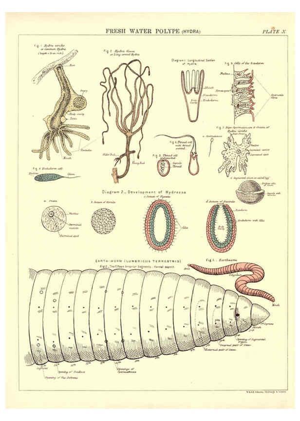 Reproducción/Reproduction 6441474303: Biological atlas: a guide to the practical study of plants and animals Edinburgh,W. & A. K. Johnston,1880