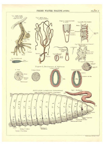 Reproducción/Reproduction 6441474303: Biological atlas: a guide to the practical study of plants and animals Edinburgh,W. & A. K. Johnston,1880