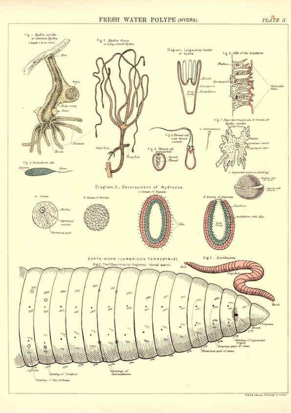 Reproducción/Reproduction 6441474303: Biological atlas: a guide to the practical study of plants and animals Edinburgh,W. & A. K. Johnston,1880