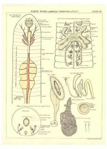 Reproducción/Reproduction 6441474581: Biological atlas: a guide to the practical study of plants and animals Edinburgh,W. & A. K. Johnston,1880
