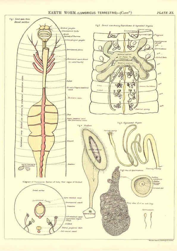 Reproducción/Reproduction 6441474581: Biological atlas: a guide to the practical study of plants and animals Edinburgh,W. & A. K. Johnston,1880