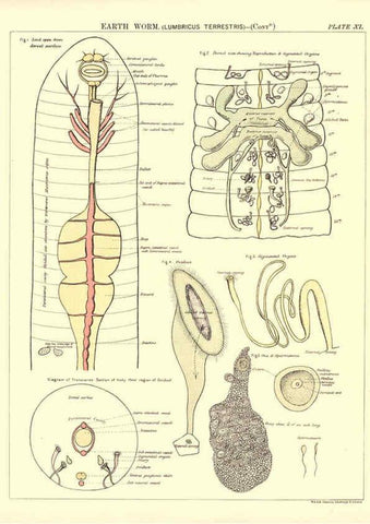 Reproducción/Reproduction 6441474581: Biological atlas: a guide to the practical study of plants and animals Edinburgh,W. & A. K. Johnston,1880