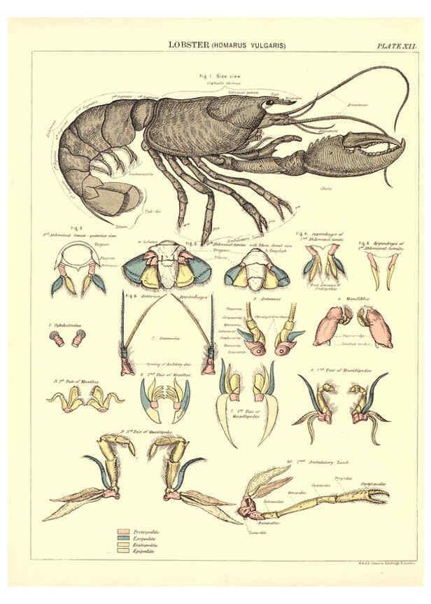 Reproducción/Reproduction 6441474889: Biological atlas: a guide to the practical study of plants and animals Edinburgh,W. & A. K. Johnston,1880