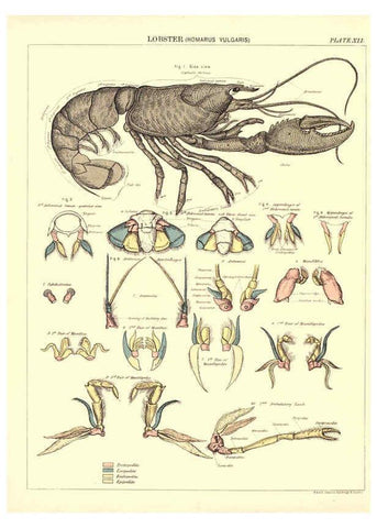 Reproducción/Reproduction 6441474889: Biological atlas: a guide to the practical study of plants and animals Edinburgh,W. & A. K. Johnston,1880