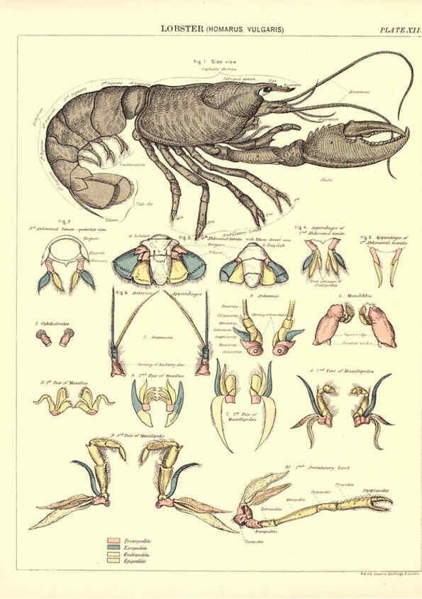 Reproducción/Reproduction 6441474889: Biological atlas: a guide to the practical study of plants and animals Edinburgh,W. & A. K. Johnston,1880