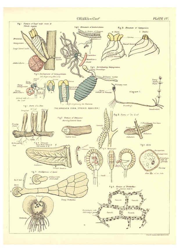 Reproducción/Reproduction 6441472319: Biological atlas: a guide to the practical study of plants and animals Edinburgh,W. & A. K. Johnston,1880