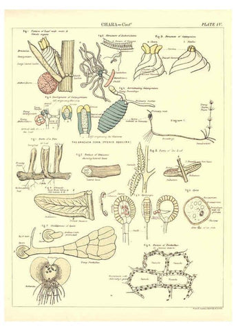 Reproducción/Reproduction 6441472319: Biological atlas: a guide to the practical study of plants and animals Edinburgh,W. & A. K. Johnston,1880