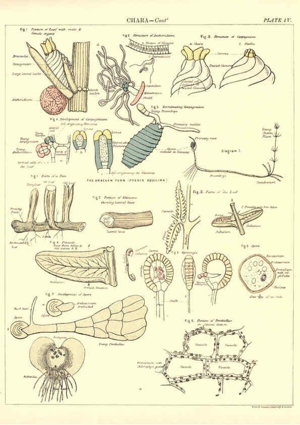 Reproducción/Reproduction 6441472319: Biological atlas: a guide to the practical study of plants and animals Edinburgh,W. & A. K. Johnston,1880