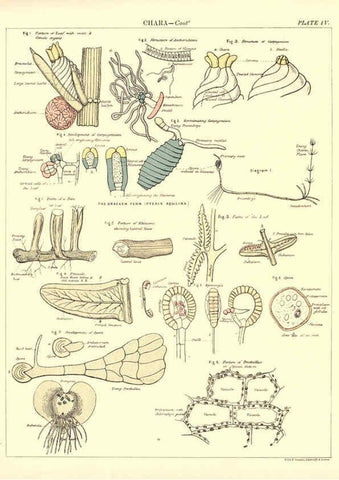 Reproducción/Reproduction 6441472319: Biological atlas: a guide to the practical study of plants and animals Edinburgh,W. & A. K. Johnston,1880