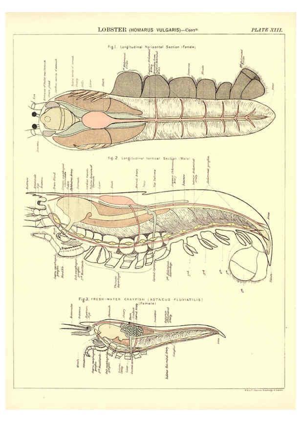 Reproducción/Reproduction 6441475271: Biological atlas: a guide to the practical study of plants and animals Edinburgh,W. & A. K. Johnston,1880
