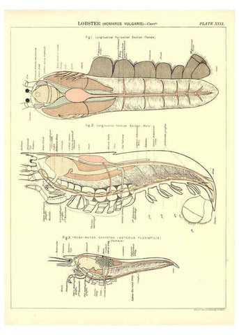 Reproducción/Reproduction 6441475271: Biological atlas: a guide to the practical study of plants and animals Edinburgh,W. & A. K. Johnston,1880