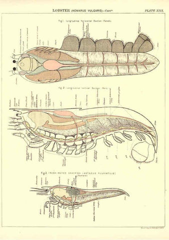 Reproducción/Reproduction 6441475271: Biological atlas: a guide to the practical study of plants and animals Edinburgh,W. & A. K. Johnston,1880