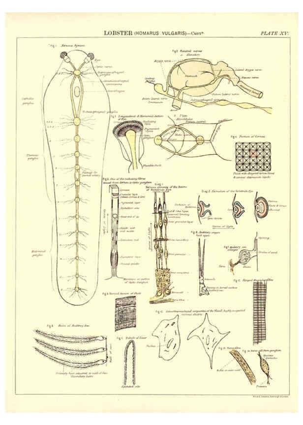Reproducción/Reproduction 6441475849: Biological atlas: a guide to the practical study of plants and animals Edinburgh,W. & A. K. Johnston,1880