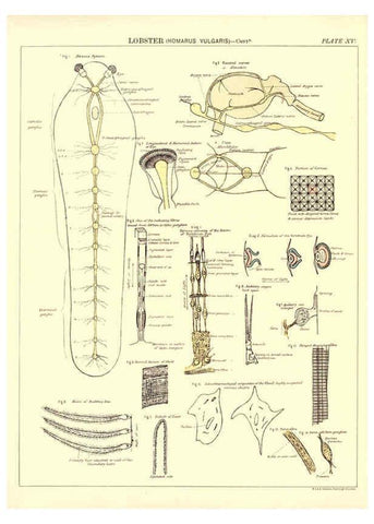Reproducción/Reproduction 6441475849: Biological atlas: a guide to the practical study of plants and animals Edinburgh,W. & A. K. Johnston,1880