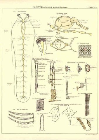 Reproducción/Reproduction 6441475849: Biological atlas: a guide to the practical study of plants and animals Edinburgh,W. & A. K. Johnston,1880