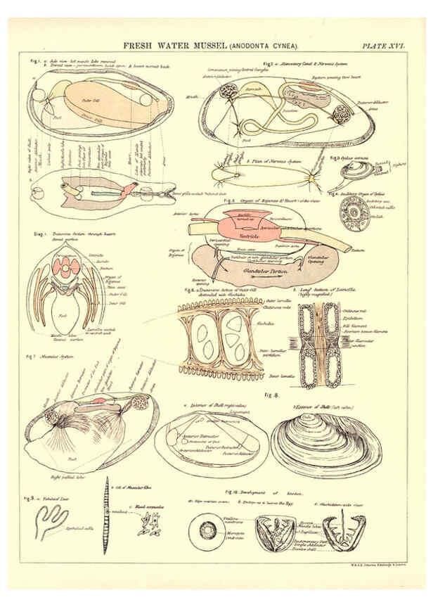 Reproducción/Reproduction 6441476241: Biological atlas: a guide to the practical study of plants and animals Edinburgh,W. & A. K. Johnston,1880