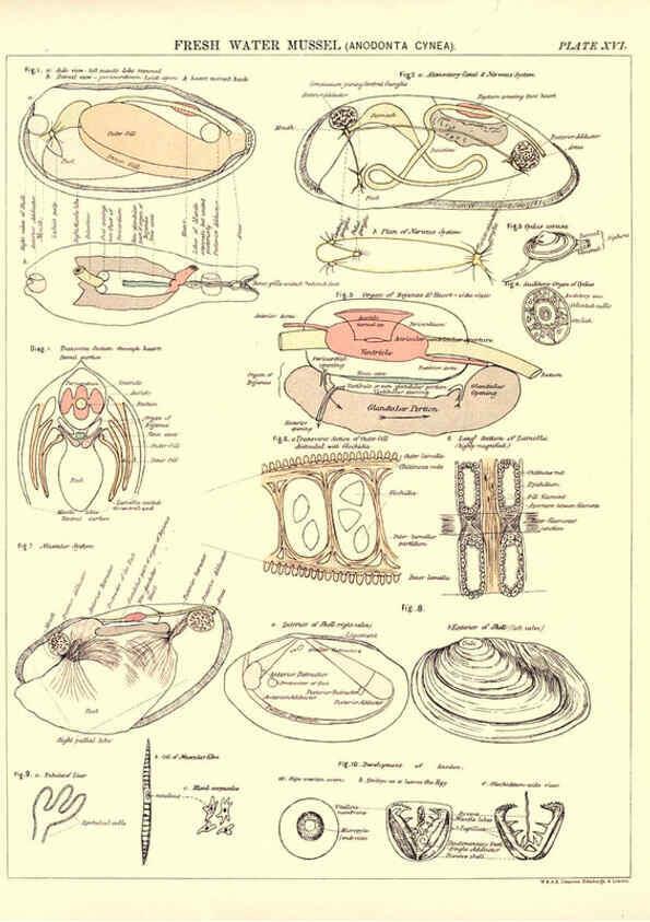 Reproducción/Reproduction 6441476241: Biological atlas: a guide to the practical study of plants and animals Edinburgh,W. & A. K. Johnston,1880