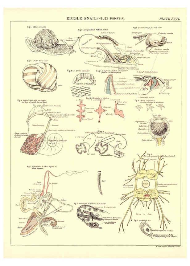Reproducción/Reproduction 6441476519: Biological atlas: a guide to the practical study of plants and animals Edinburgh,W. & A. K. Johnston,1880