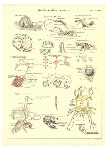 Reproducción/Reproduction 6441476519: Biological atlas: a guide to the practical study of plants and animals Edinburgh,W. & A. K. Johnston,1880