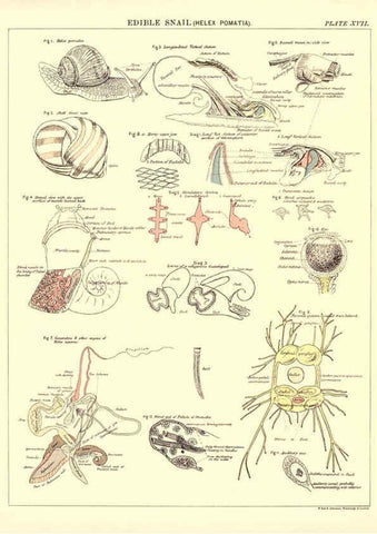 Reproducción/Reproduction 6441476519: Biological atlas: a guide to the practical study of plants and animals Edinburgh,W. & A. K. Johnston,1880