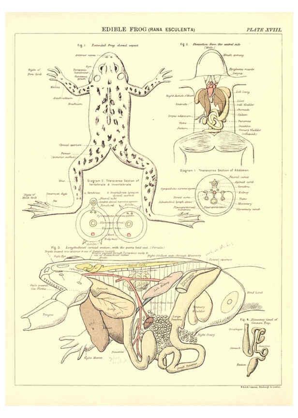 Reproducción/Reproduction 6441476905: Biological atlas: a guide to the practical study of plants and animals Edinburgh,W. & A. K. Johnston,1880