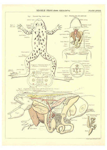 Reproducción/Reproduction 6441476905: Biological atlas: a guide to the practical study of plants and animals Edinburgh,W. & A. K. Johnston,1880