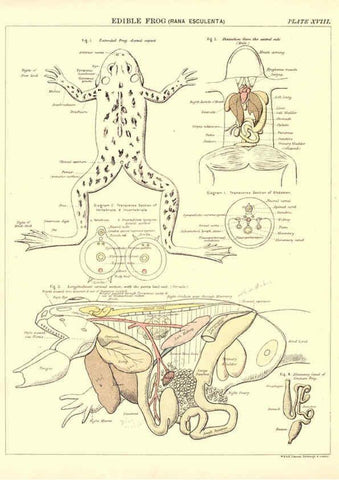 Reproducción/Reproduction 6441476905: Biological atlas: a guide to the practical study of plants and animals Edinburgh,W. & A. K. Johnston,1880